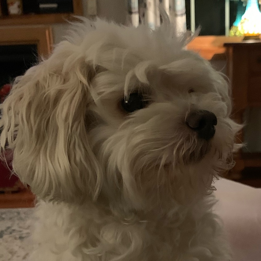 Meet your Posher, Madison